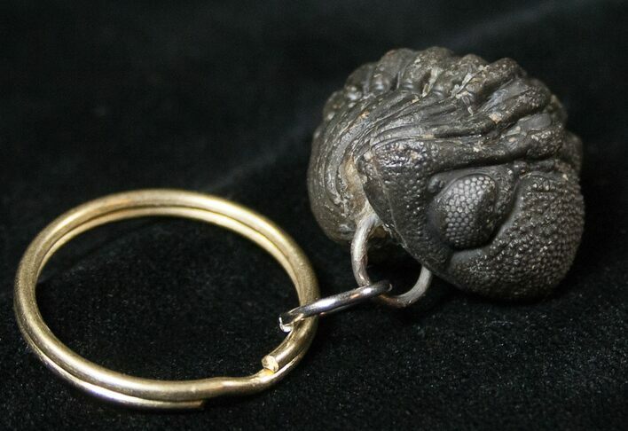 Real Phacops Trilobite Keychain #17397